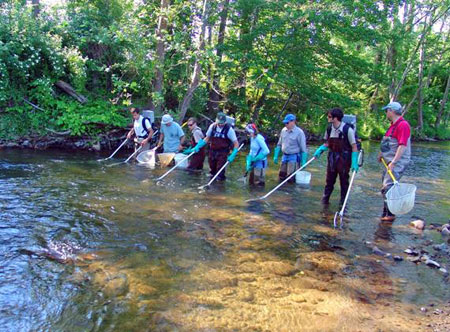 Thornton River Fish Survey